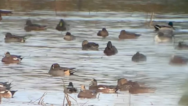 Gadwall x Mallard (hybrid) - ML641614360