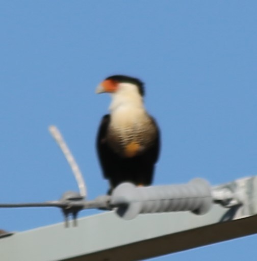 Crested Caracara - ML641614361
