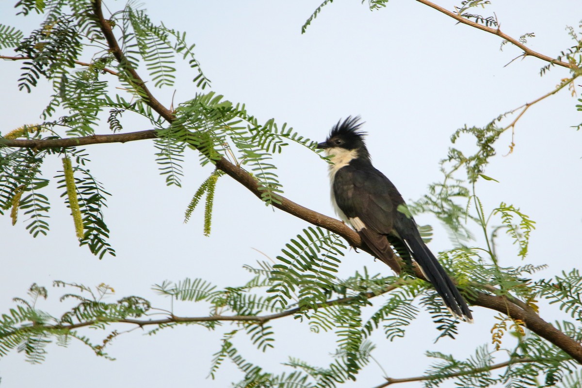 Pied Cuckoo - ML641614362