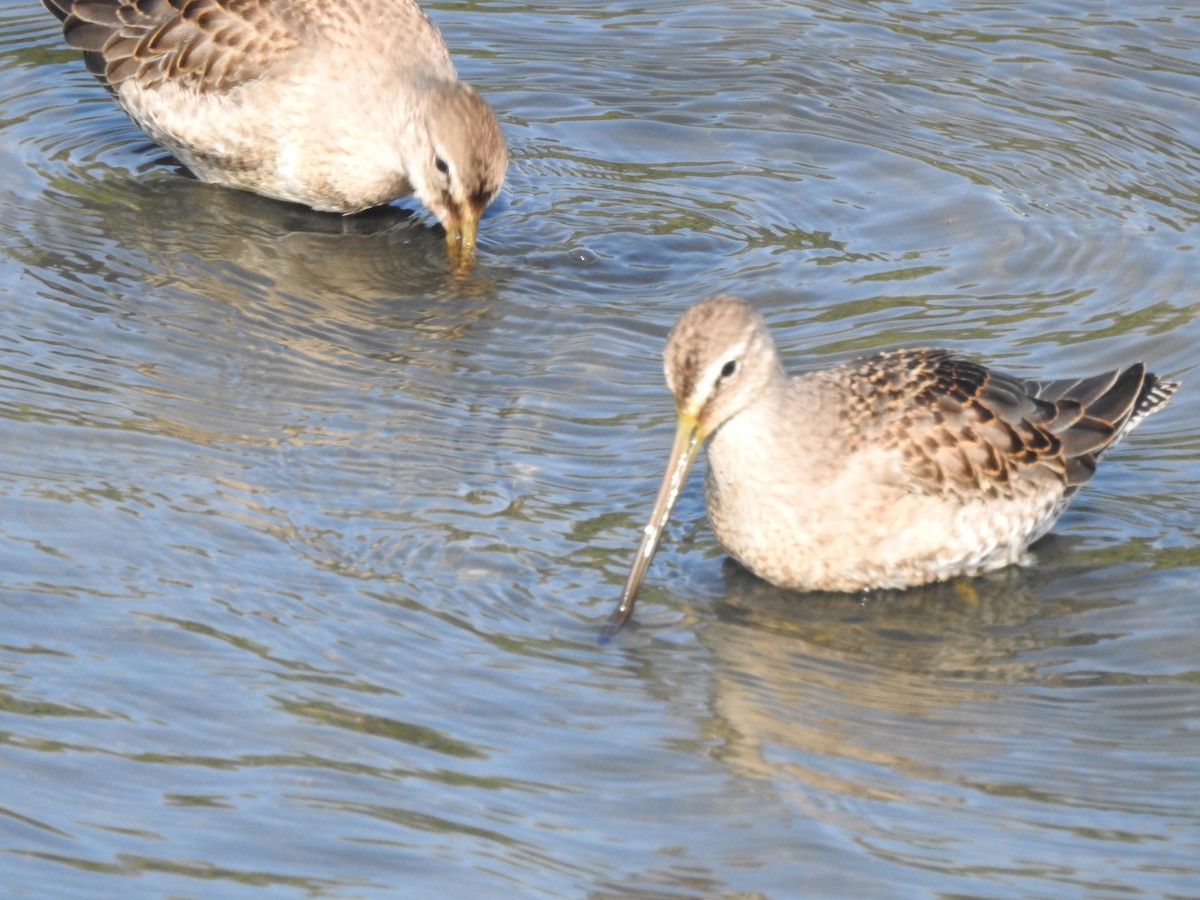 Хараалжин цууцил - ML641614364