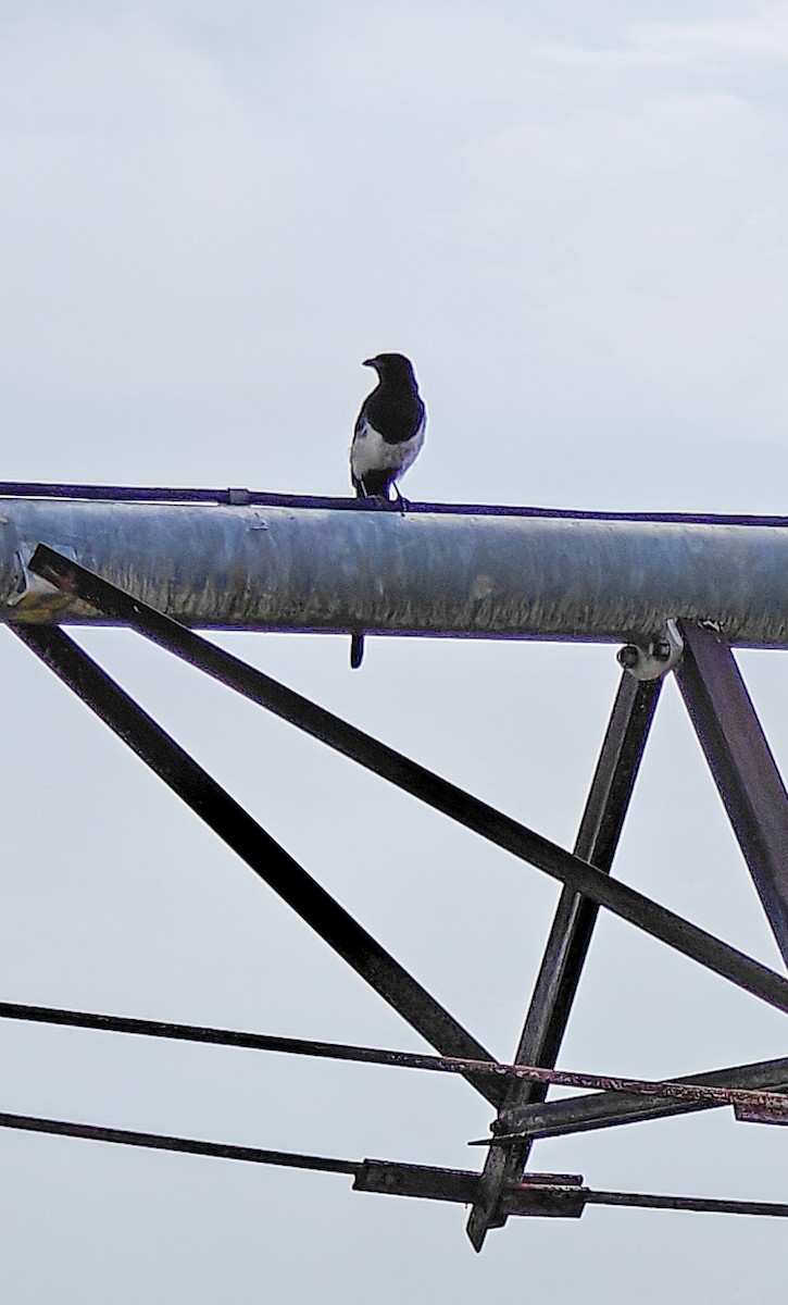 Black-billed Magpie - ML641614376