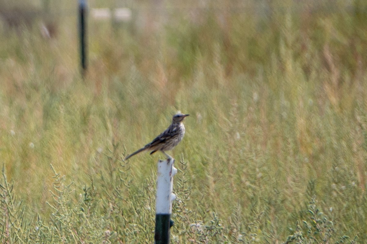 Sage Thrasher - ML641614380