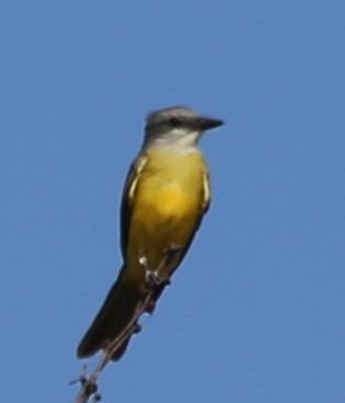 Couch's Kingbird - ML641614401