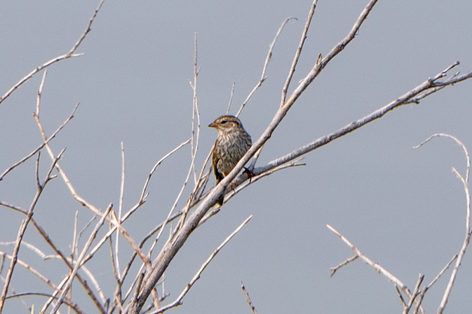 Chipping Sparrow - ML641614407