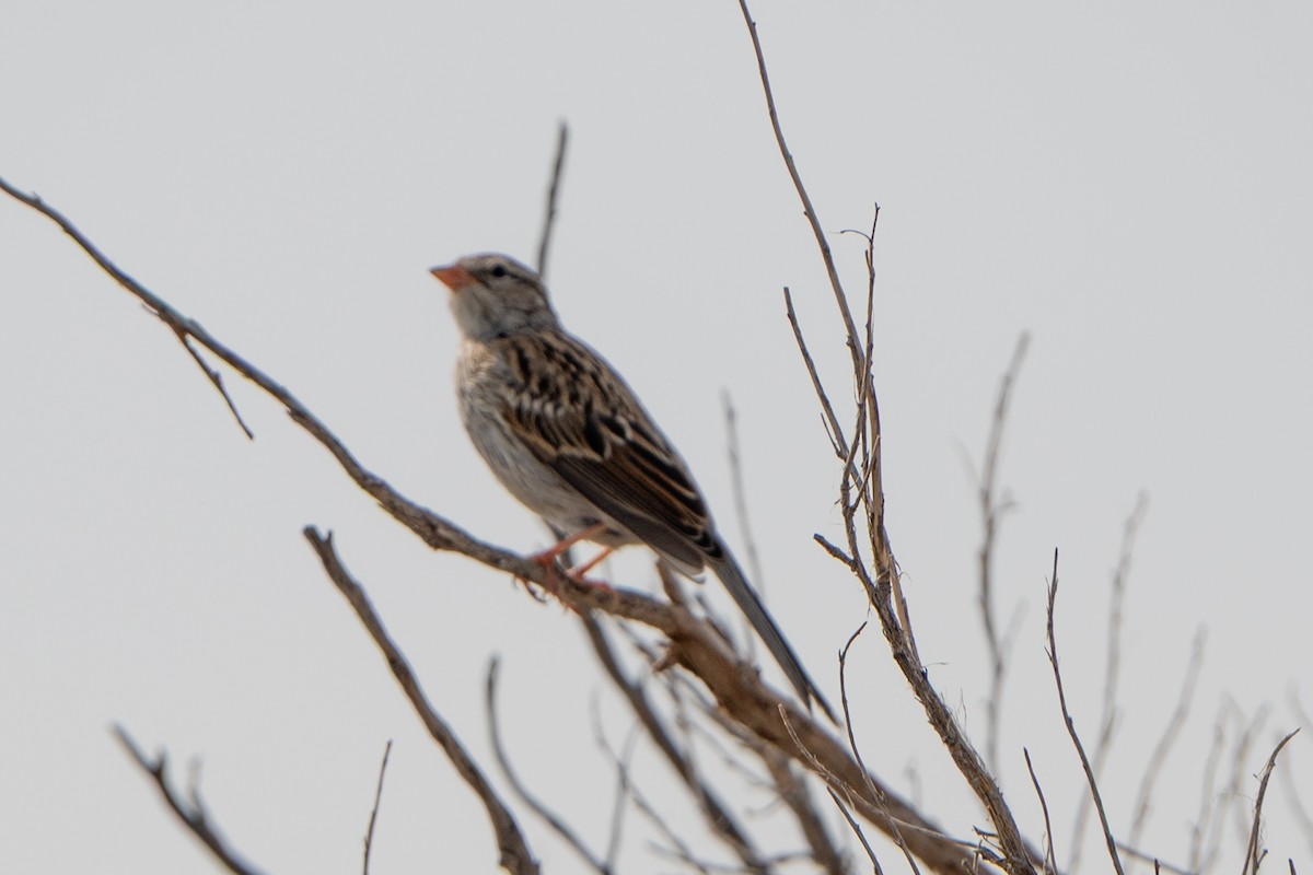 Chipping Sparrow - ML641614414