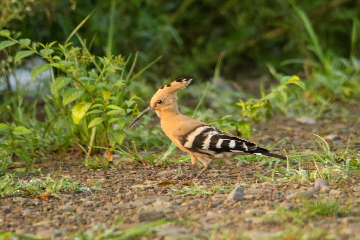 Eurasian Hoopoe (Eurasian) - ML641614424