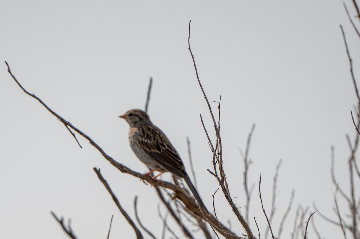 Chipping Sparrow - ML641614427