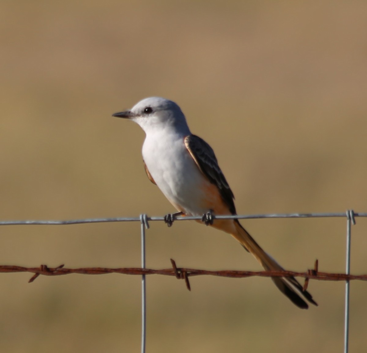 Scissor-tailed Flycatcher - ML641614431