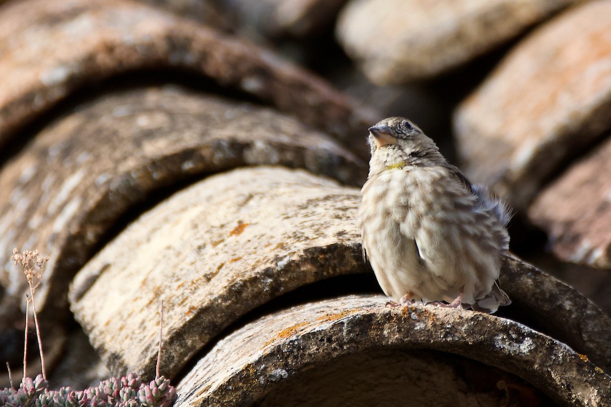 Rock Sparrow - ML641614440