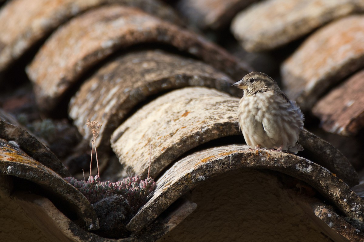 Rock Sparrow - ML641614441