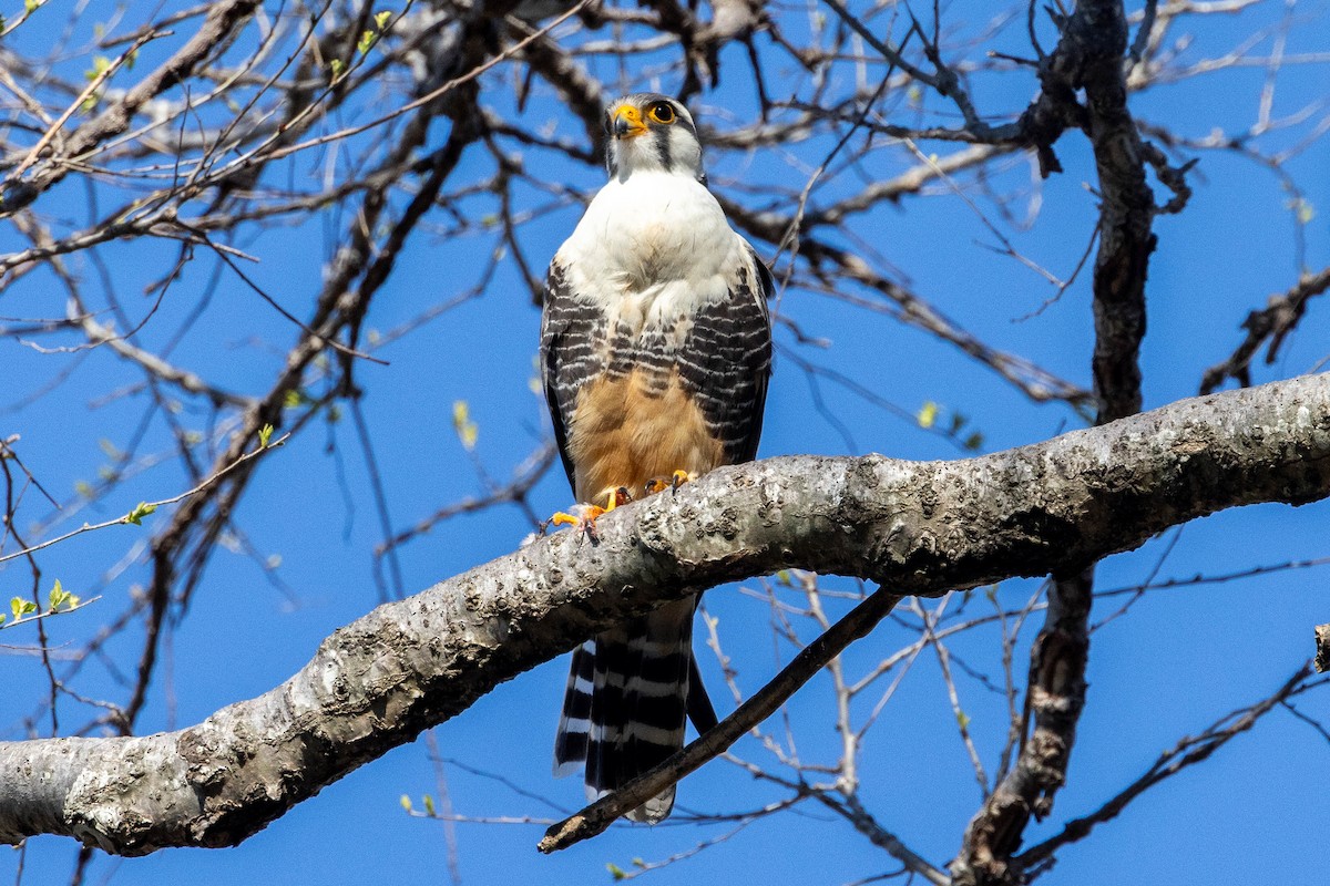 Aplomado Falcon - ML641614444