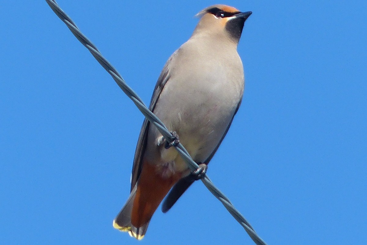 Bohemian Waxwing - ML641614449