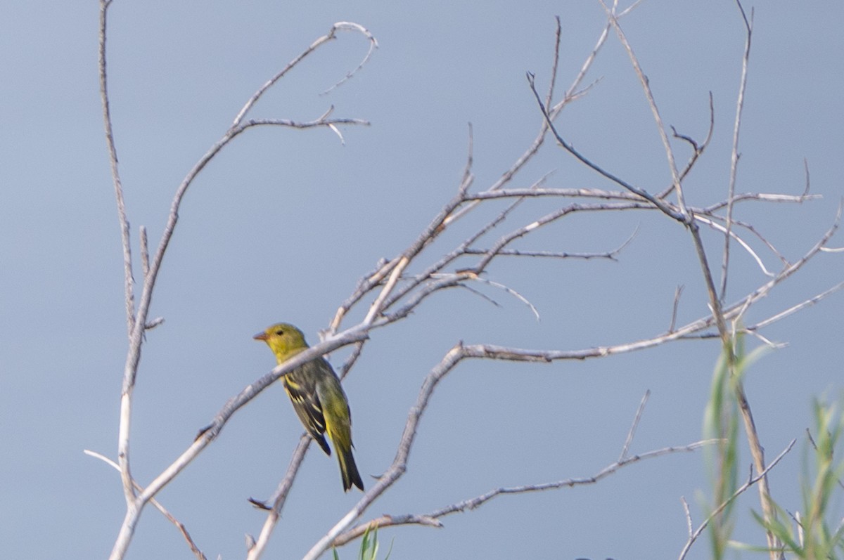Western Tanager - ML641614463