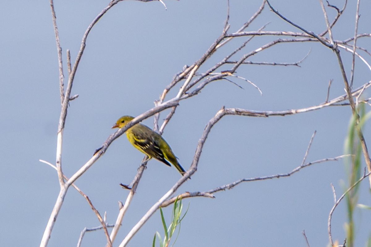 Western Tanager - ML641614464