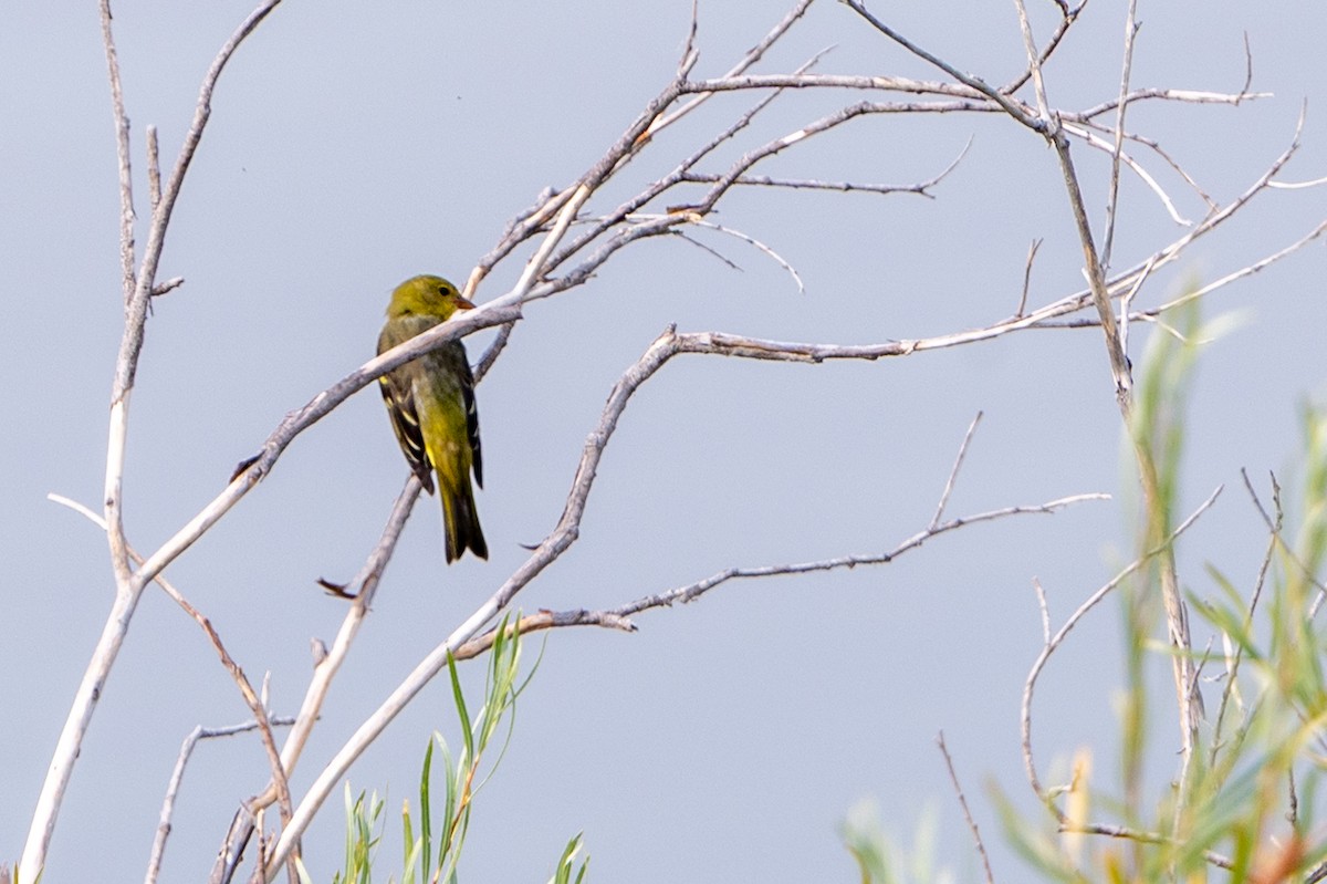 Western Tanager - ML641614465