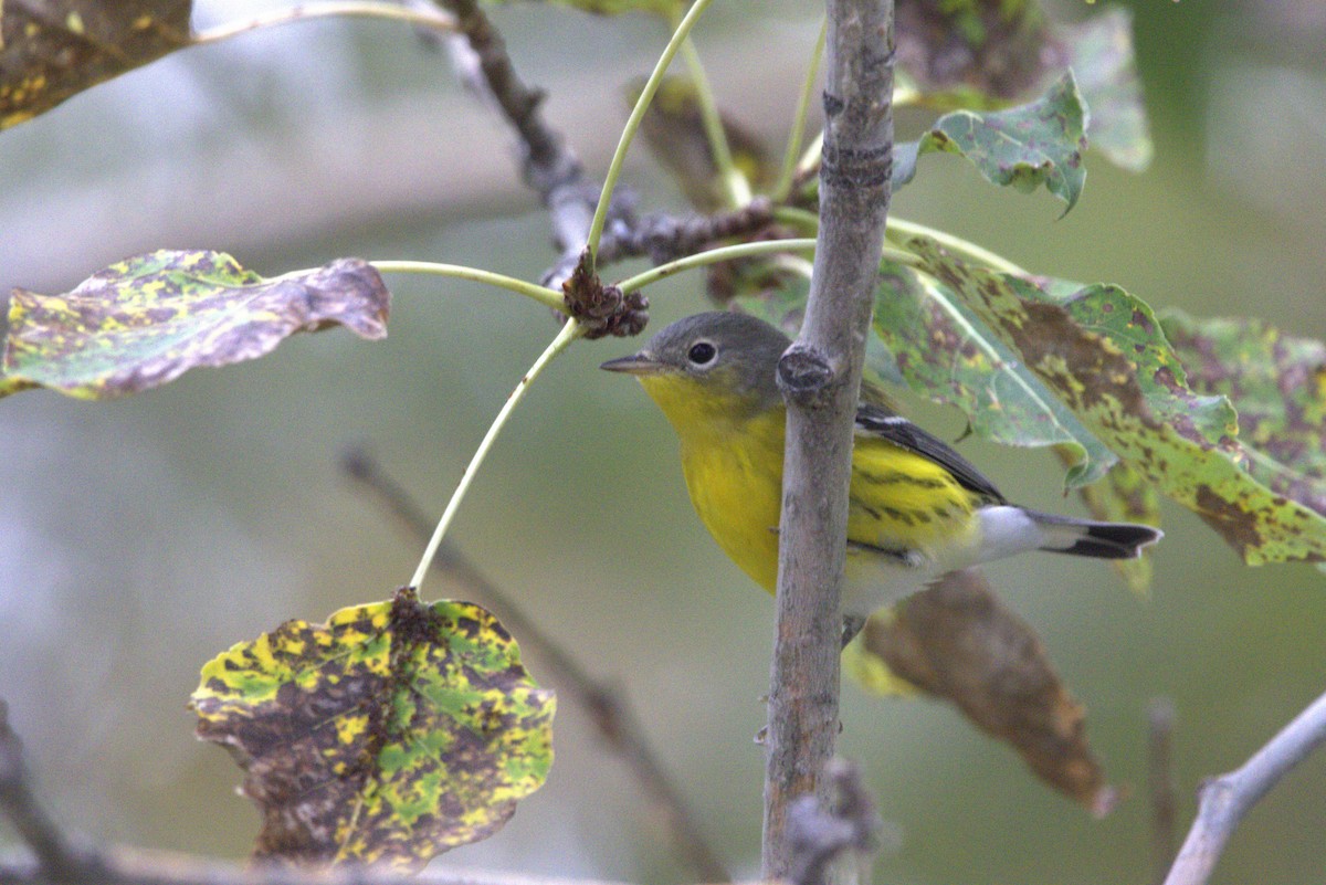 Magnolia Warbler - ML641614472