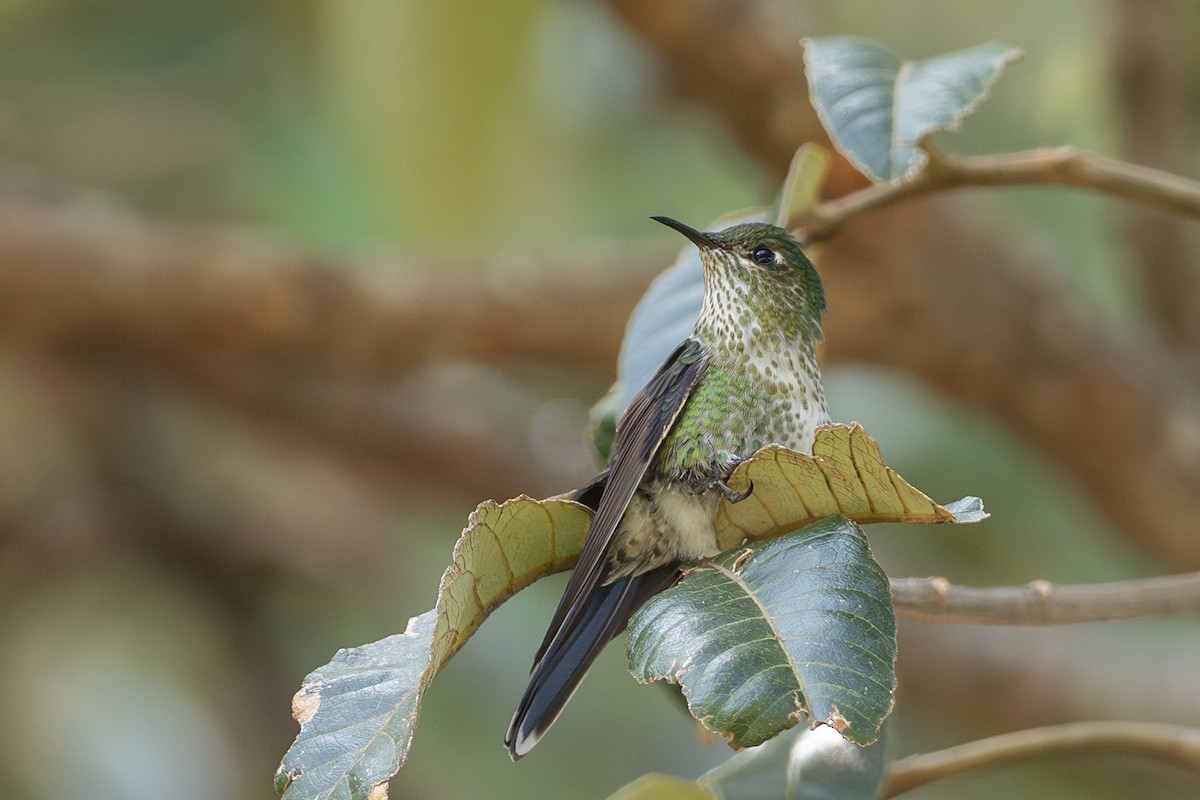 Black-backed Thornbill - ML641614494