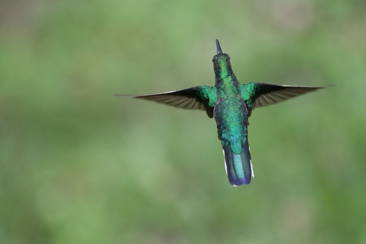 Weißschwanz-Degenflügel - ML641614500