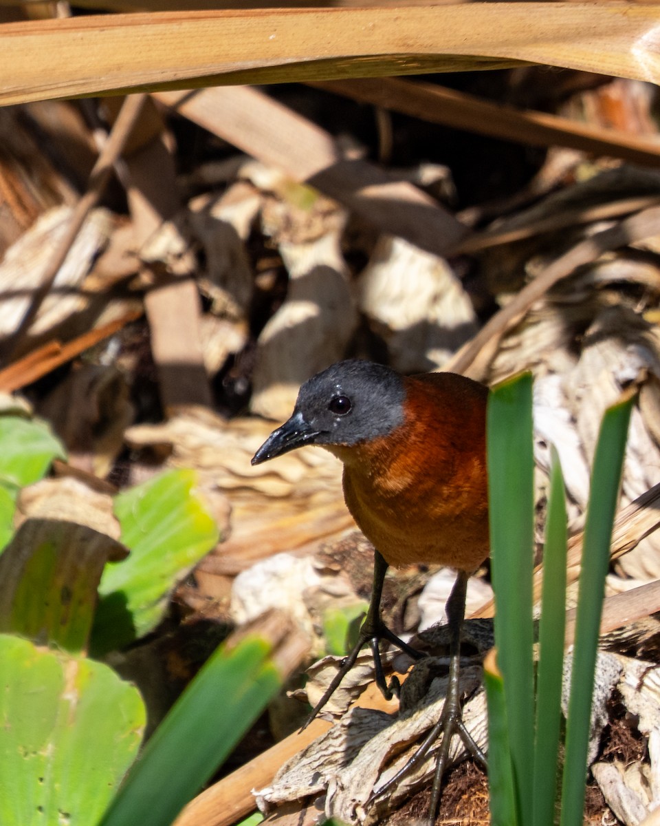 Ruddy Crake - ML641614509