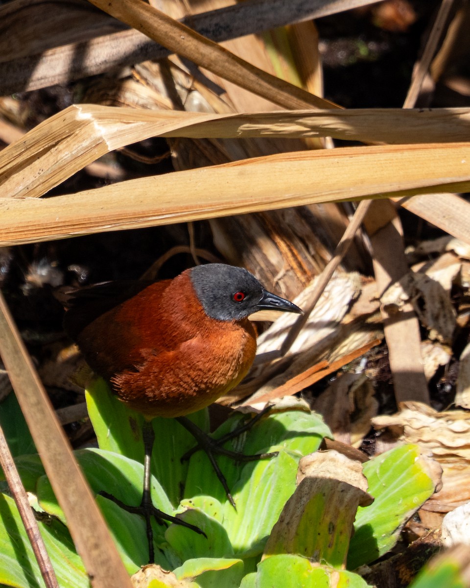 Ruddy Crake - ML641614510