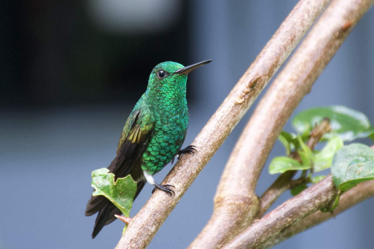 Copper-rumped Hummingbird - ML641614511
