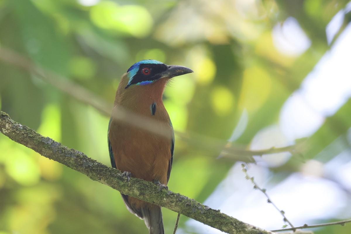 Trinidad Motmot - ML641614515