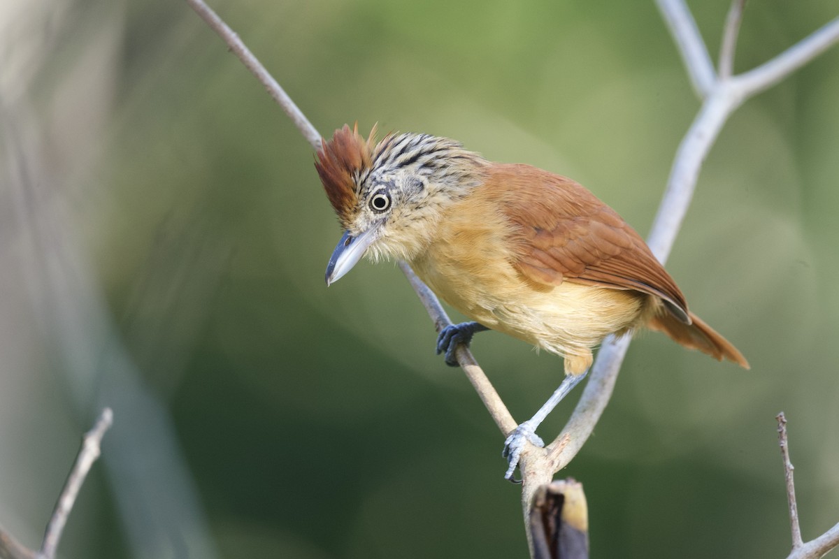 Barred Antshrike - ML641614525