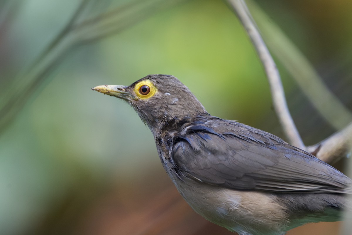 Spectacled Thrush - ML641614541