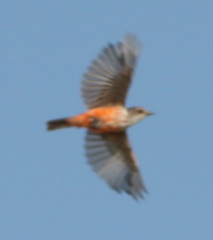 Vermilion Flycatcher - ML641614546