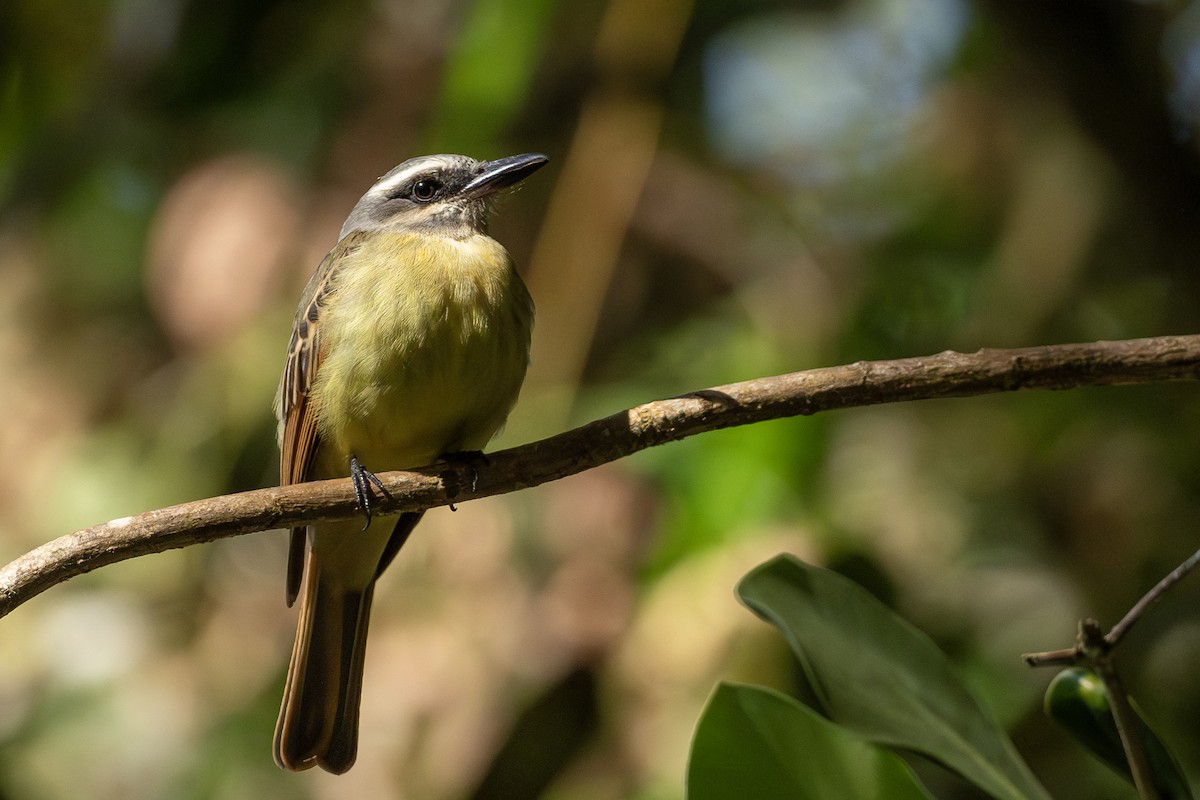 Golden-bellied Flycatcher - ML641614607