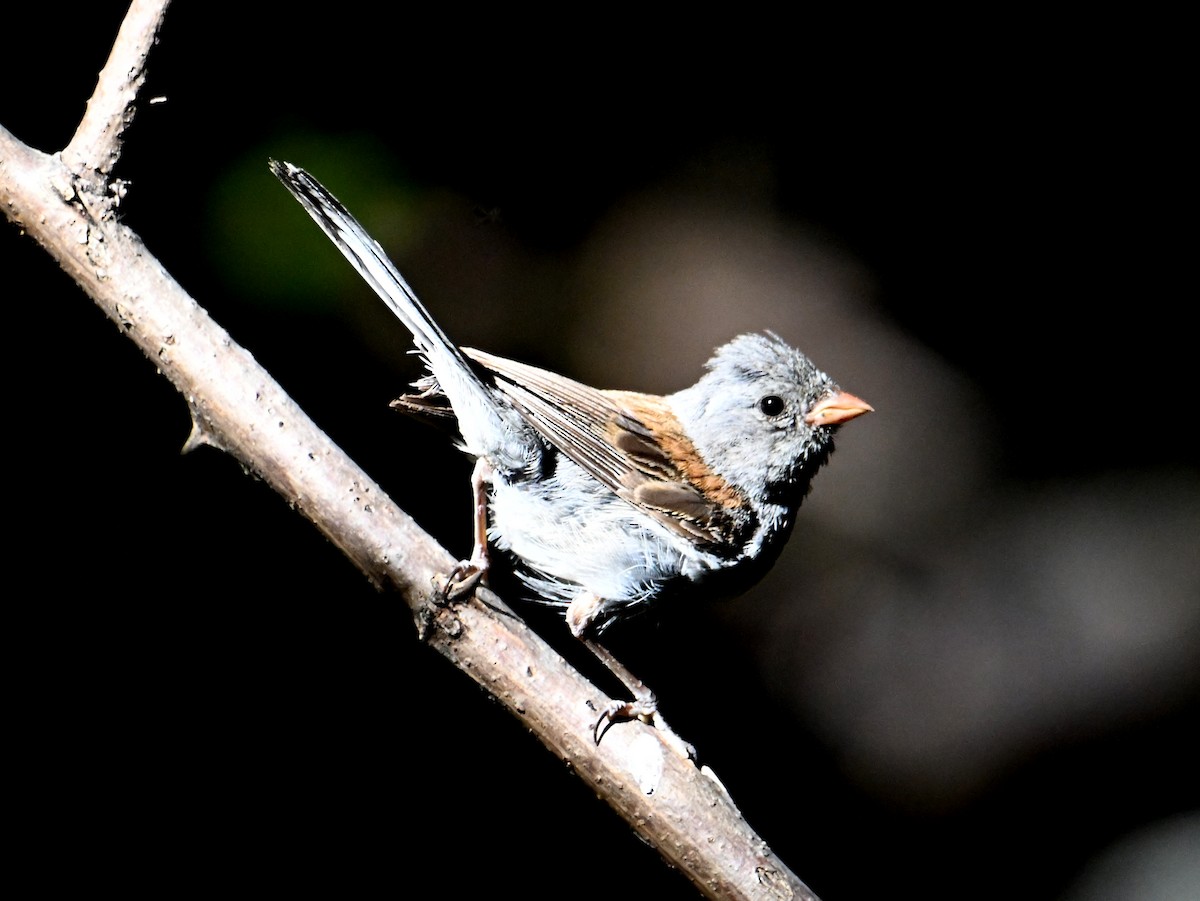 Black-chinned Sparrow - ML641614621