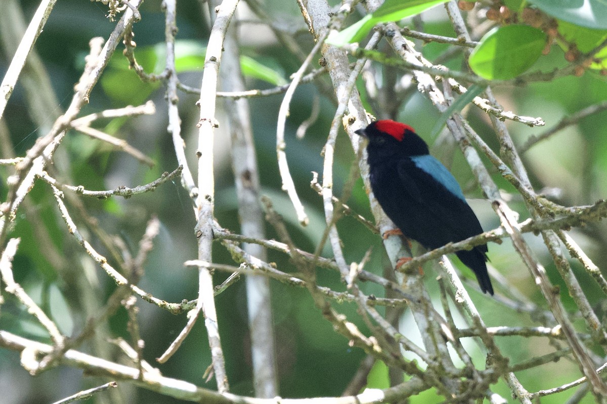 Blue-backed Manakin - ML641614625