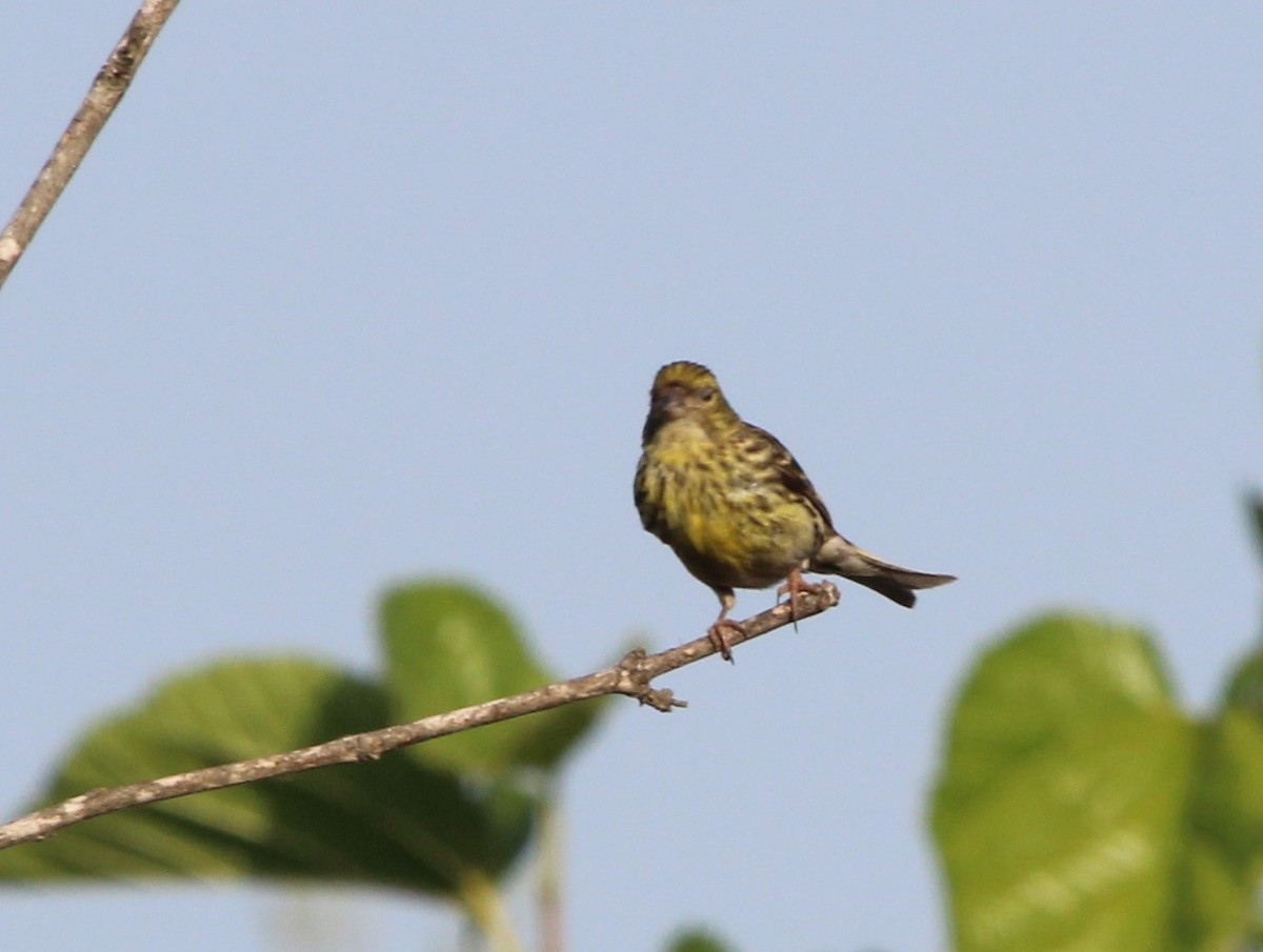 European Serin - ML641614632