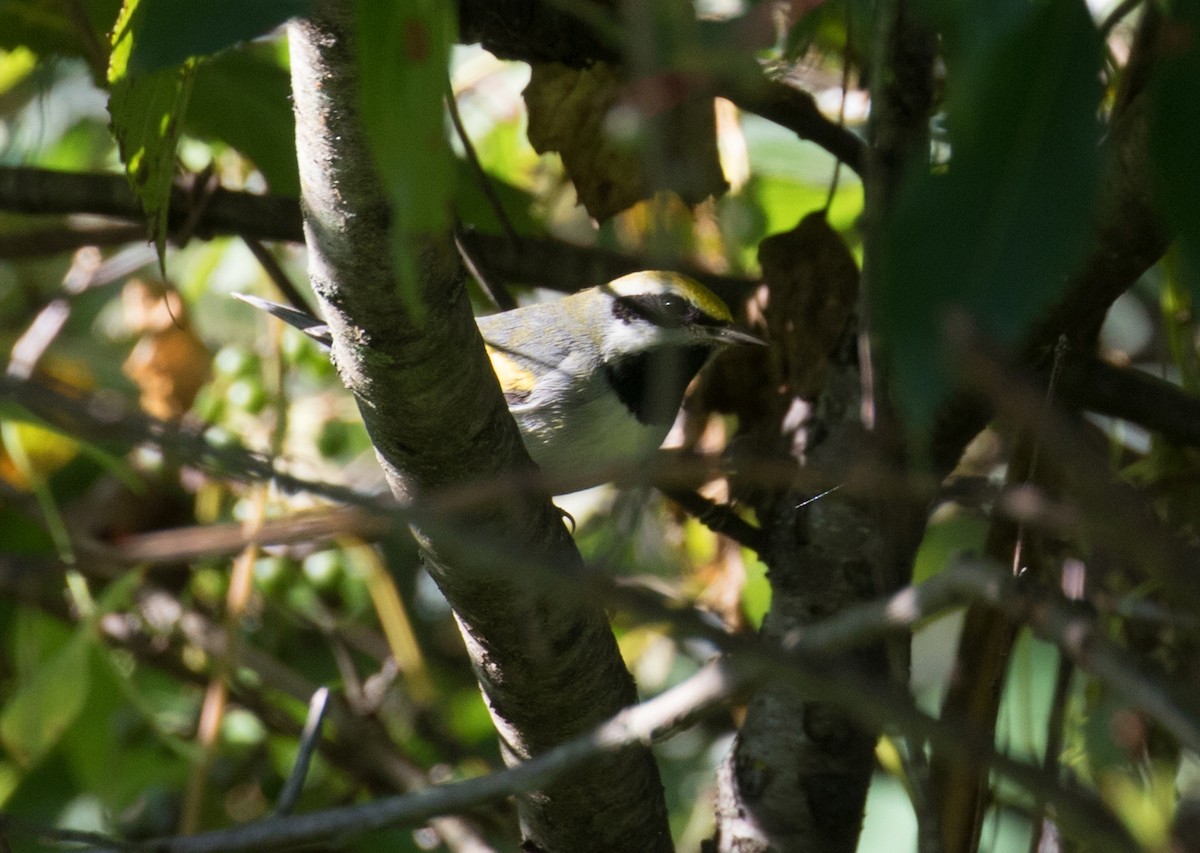 Golden-winged Warbler - ML641614641