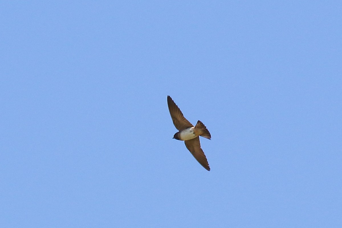 Cliff Swallow (pyrrhonota Group) - ML641614650