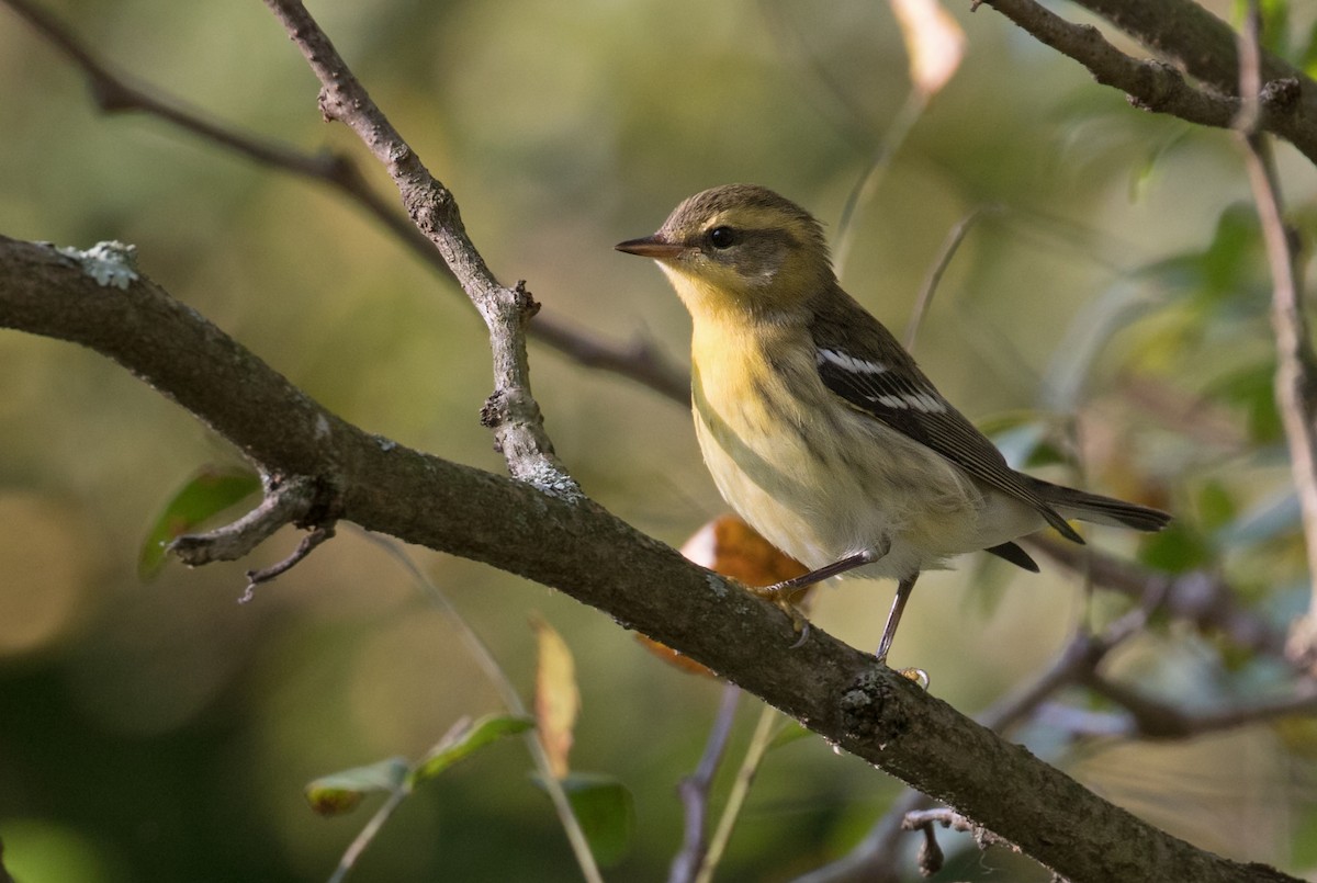 Blackburnian Warbler - ML641614655