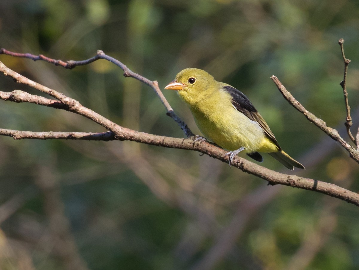 Scarlet Tanager - ML641614665