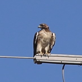 Red-tailed Hawk - ML641614757