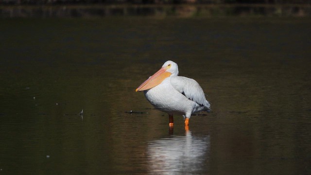 American White Pelican - ML641614781