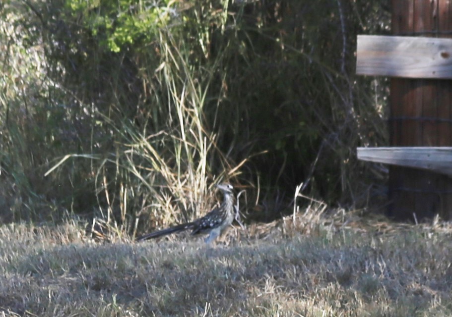 Greater Roadrunner - ML641614786