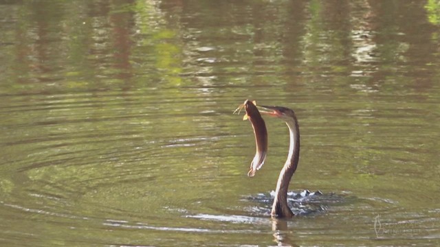 African Darter - ML641614787