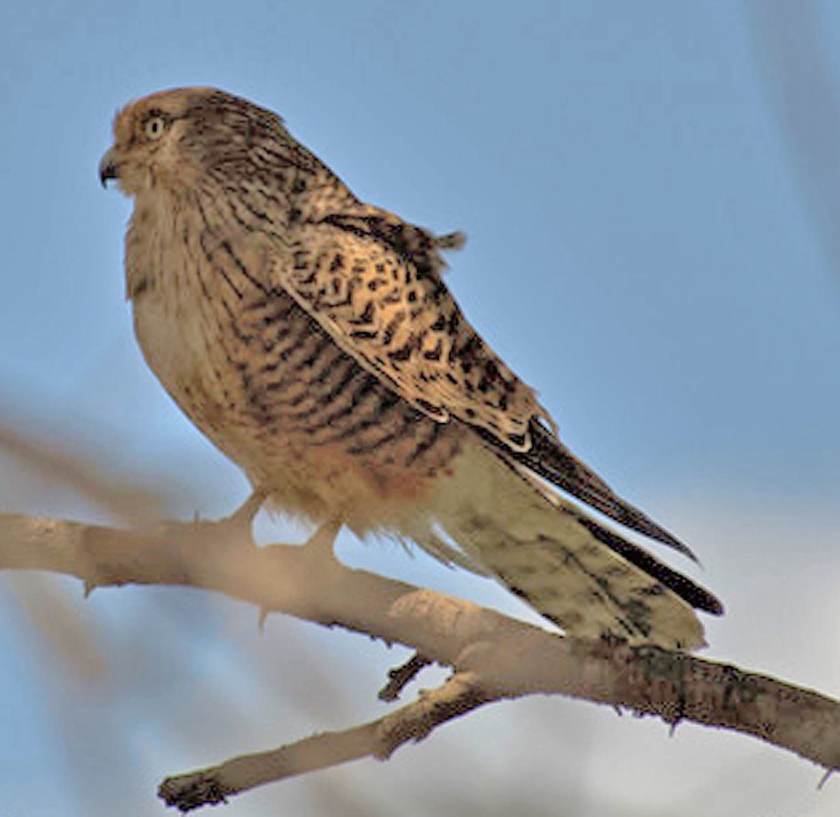 Greater Kestrel - ML641614797