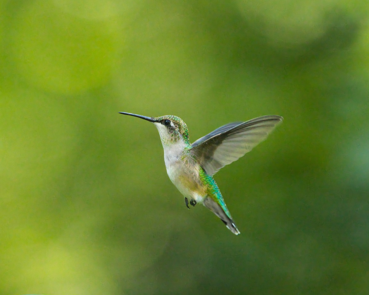 Ruby-throated Hummingbird - ML641614801