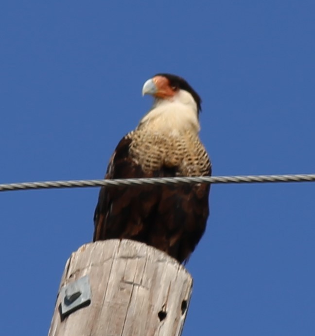 Crested Caracara - ML641614811