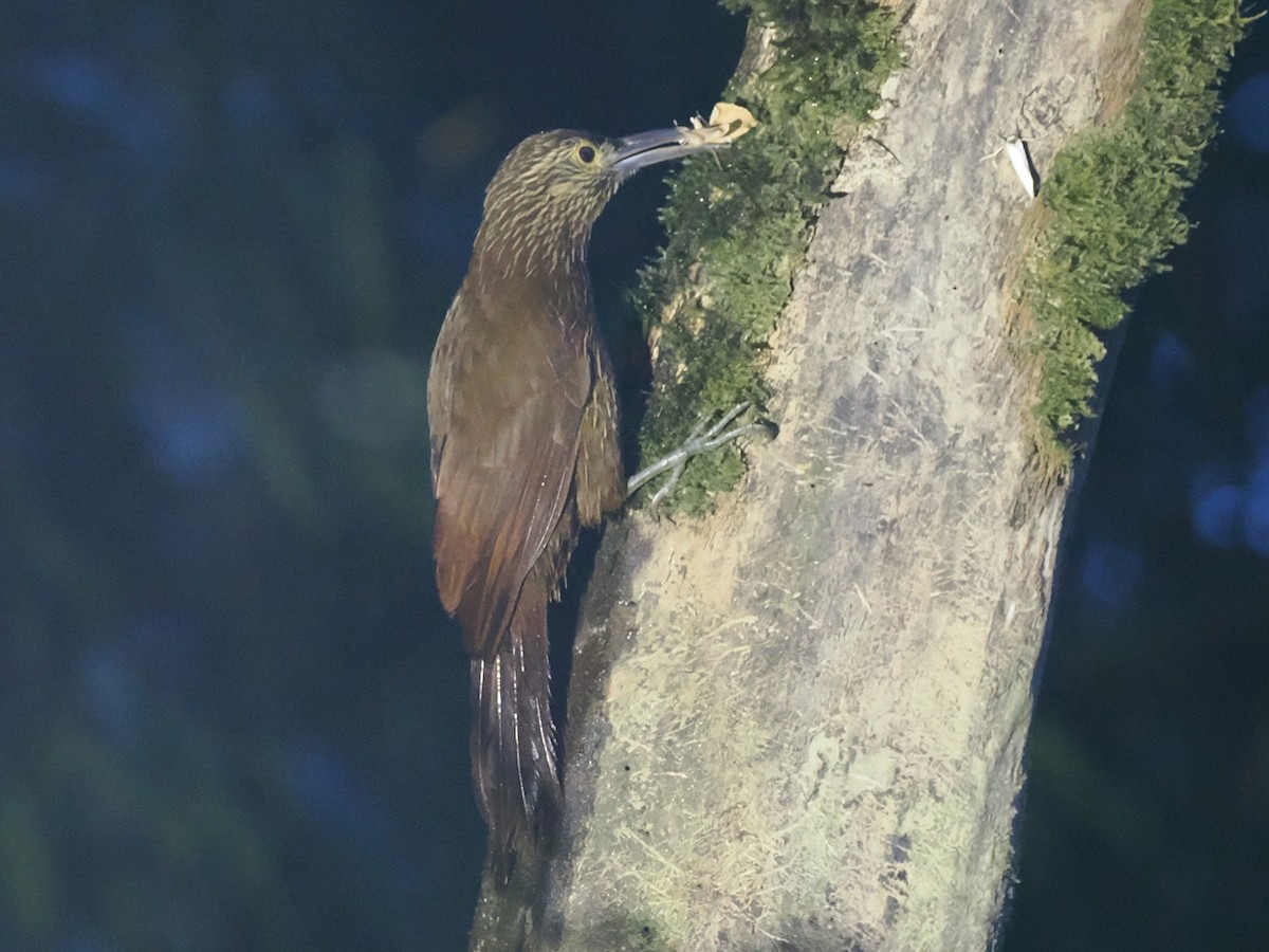 Strong-billed Woodcreeper - ML641614817