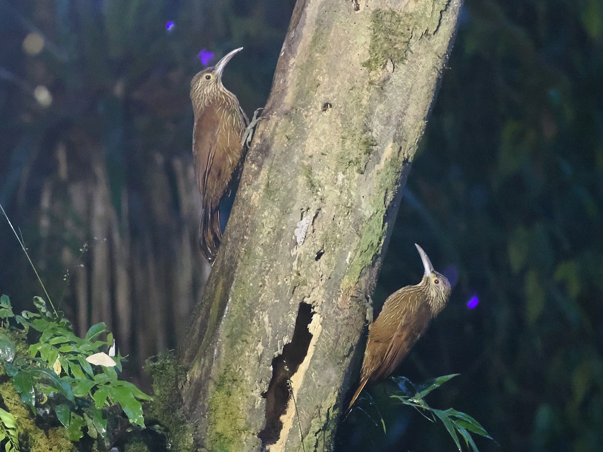 Strong-billed Woodcreeper - ML641614851