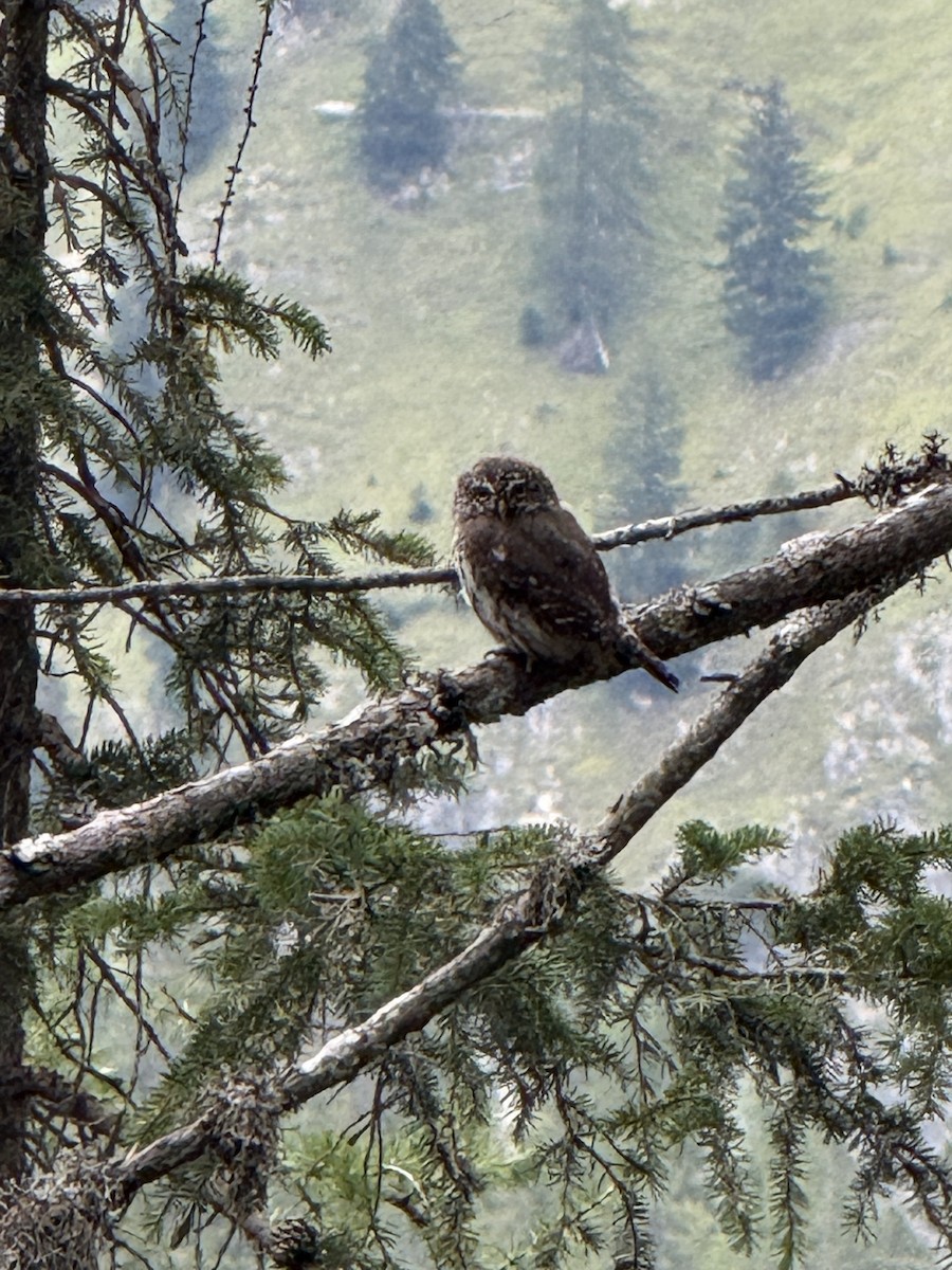 Eurasian Pygmy-Owl - ML641614859