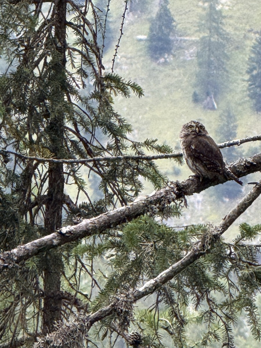 Eurasian Pygmy-Owl - ML641614860
