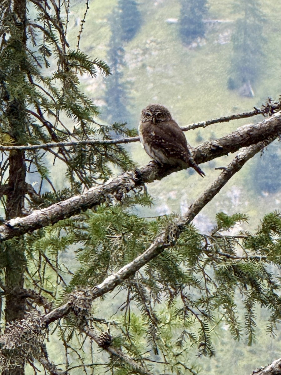 Eurasian Pygmy-Owl - ML641614861