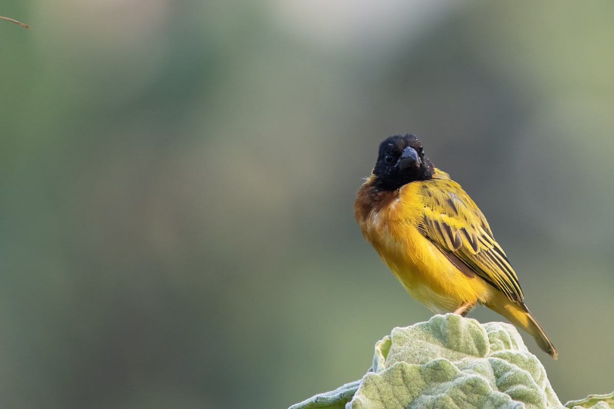Black-headed Weaver - ML641614894